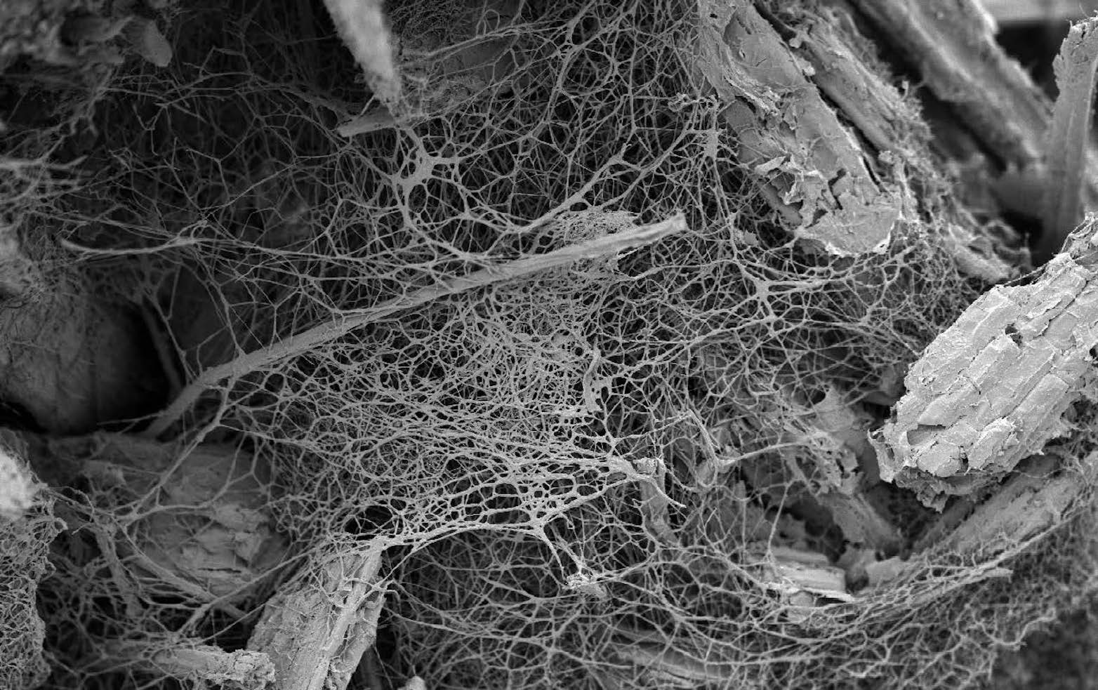 Urban BioCycles Mycelium Digitalisation
