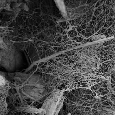 Urban BioCycles Mycelium Digitalisation 